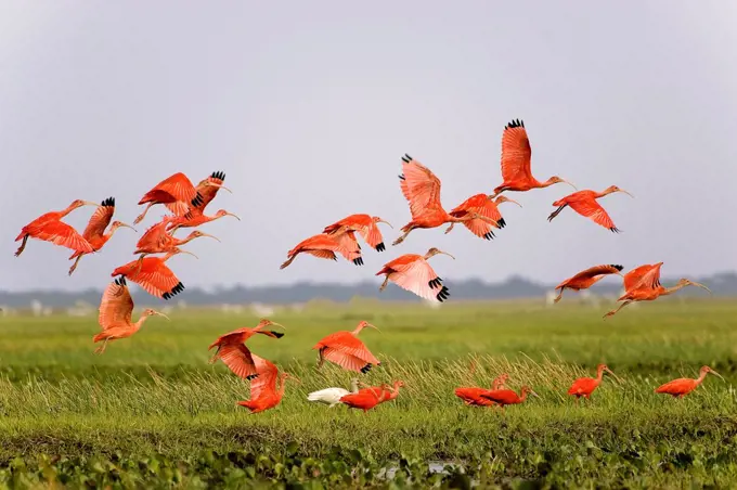 Scarlet Ibis, eudocimus ruber, Group in Flight above Swamp, Los Lianos in Venezuela