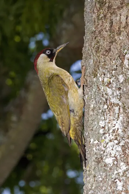 Green Woodpecker, picus viridis, Adult standing on Tree Trunk, Normandy