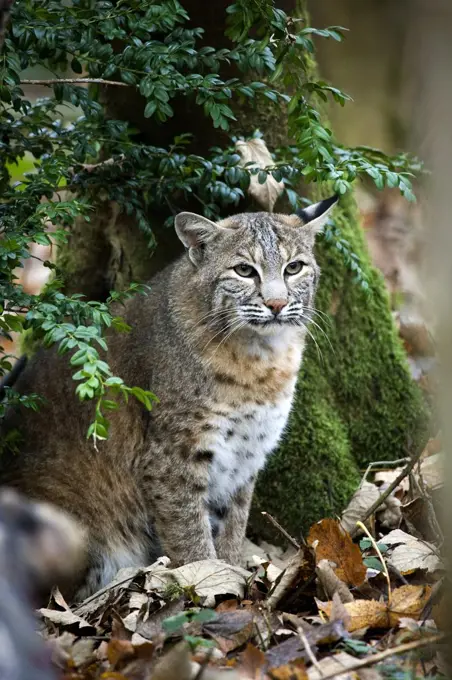 European Lynx or Eurasian Lynx, felis lynx, Adult standing on Dried Leaves