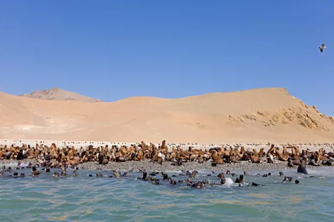 South American Sea Lion or Southern Sea Lion, Colony standing on Beach, otaria byronia, Paracas National Park in Peru