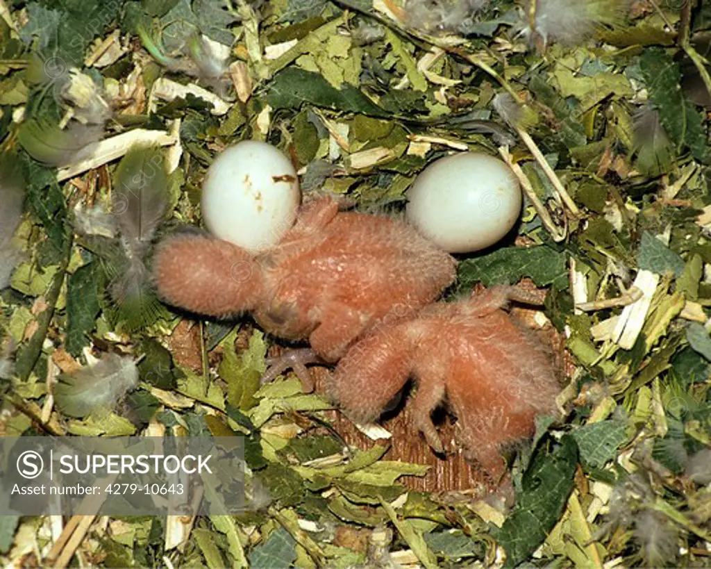 grey-headed lovebird in nest ( one and two days ), Agapornis canus