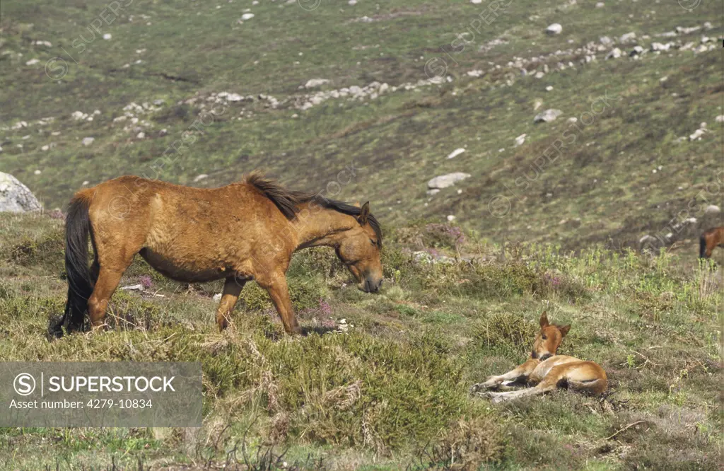 Garrano Pony - Minho - mit Fohlen