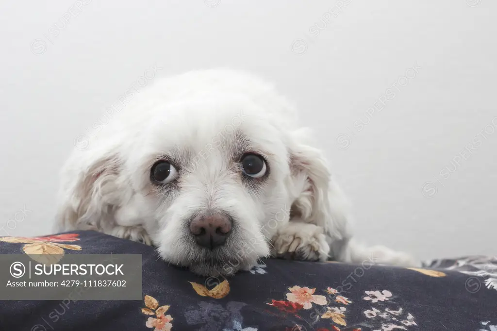 Maltese. A female (11 years old) lying s on a blanket. Germany.