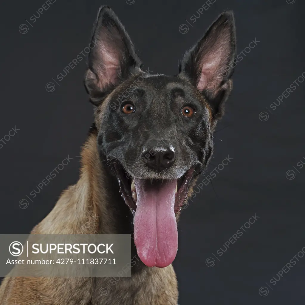 Belgian Shepherd, Malinois. Portrait of adult. Studio picture against a black background. Germany