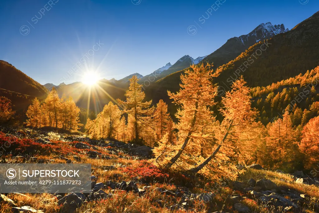 Larches in autumn. Fafleralp, Loetschental. Valais, Switzerland