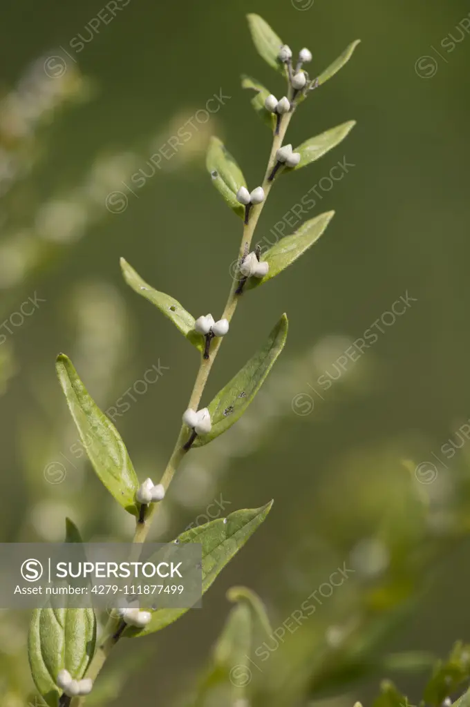 European Stoneseed, Common Gromwell (Lithospermum officinale)