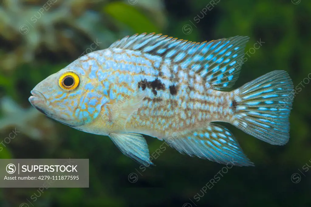 Pearlscale Cichlid, Lowland Cichlid (Herichthys carpintis,). Single fish in an aquarium