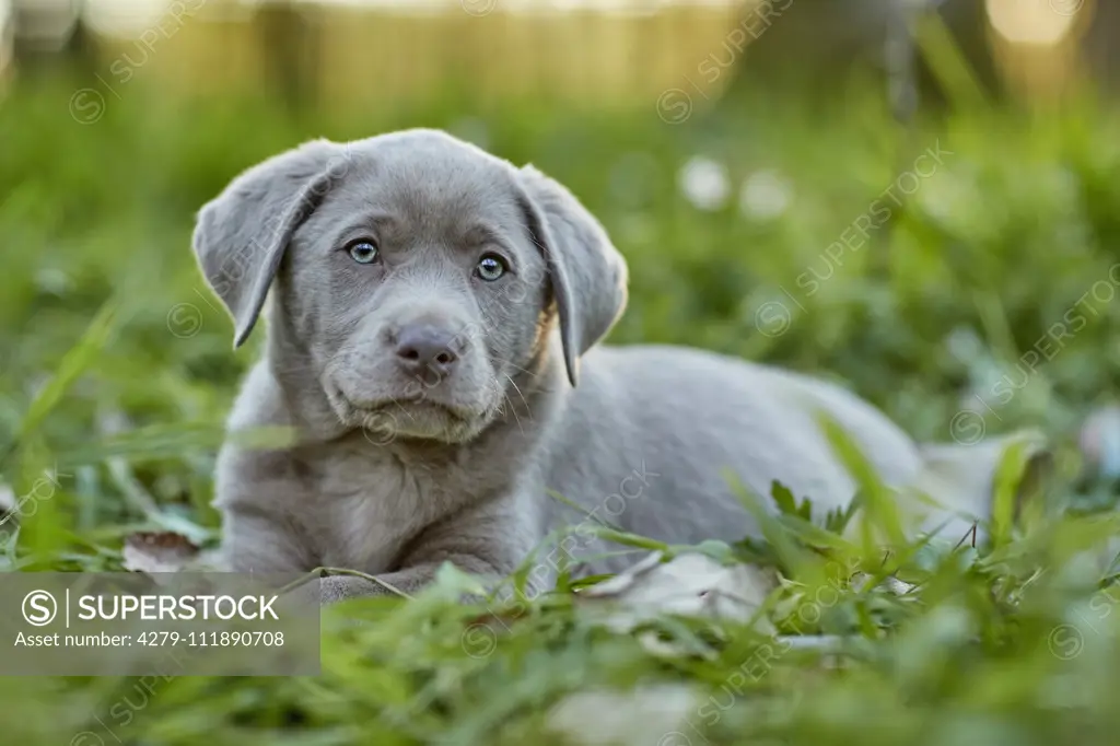 Labrador Retriever. Puppy lying in a forest in spring. Germany