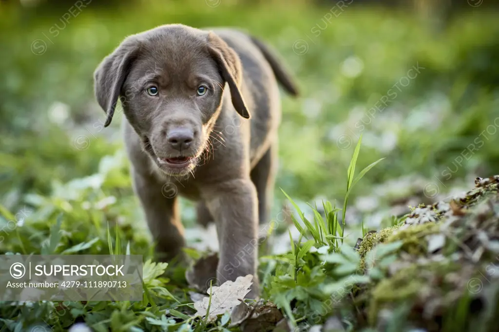 Labrador Retriever. Puppy walking in a forest in spring. Germany