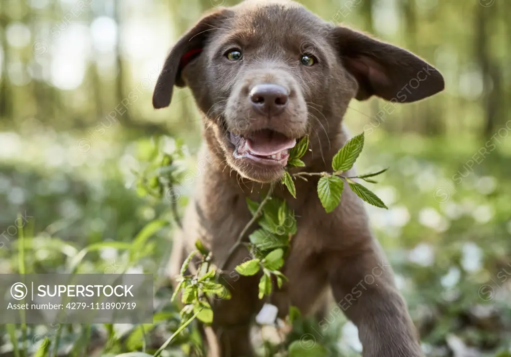 Labrador Retriever. Puppy running in a forest in spring. Germany