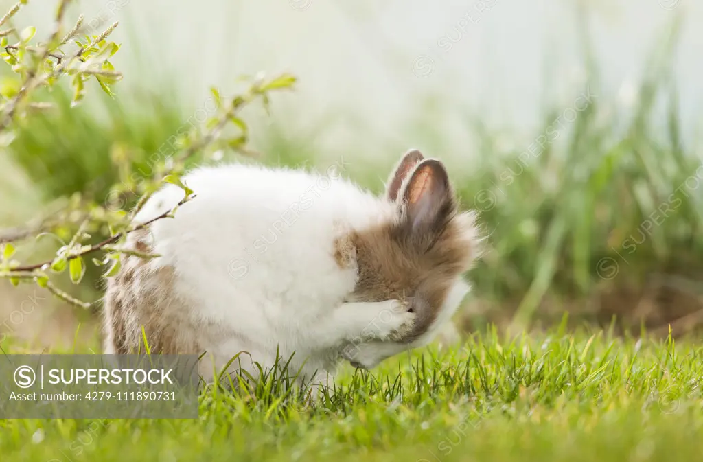 Dwarf Rabbit, Lionhead Rabbit in grass, grooming. Germany