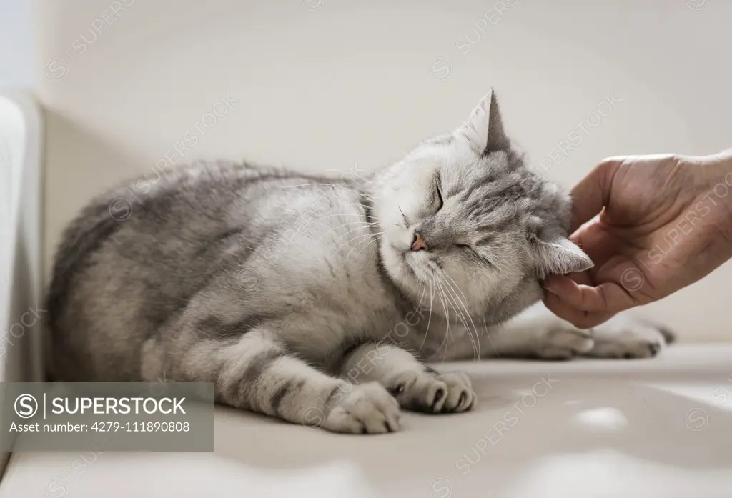 British Shorthair. Tabby adult lying on a sofa, getting scratched on the ear. Germany