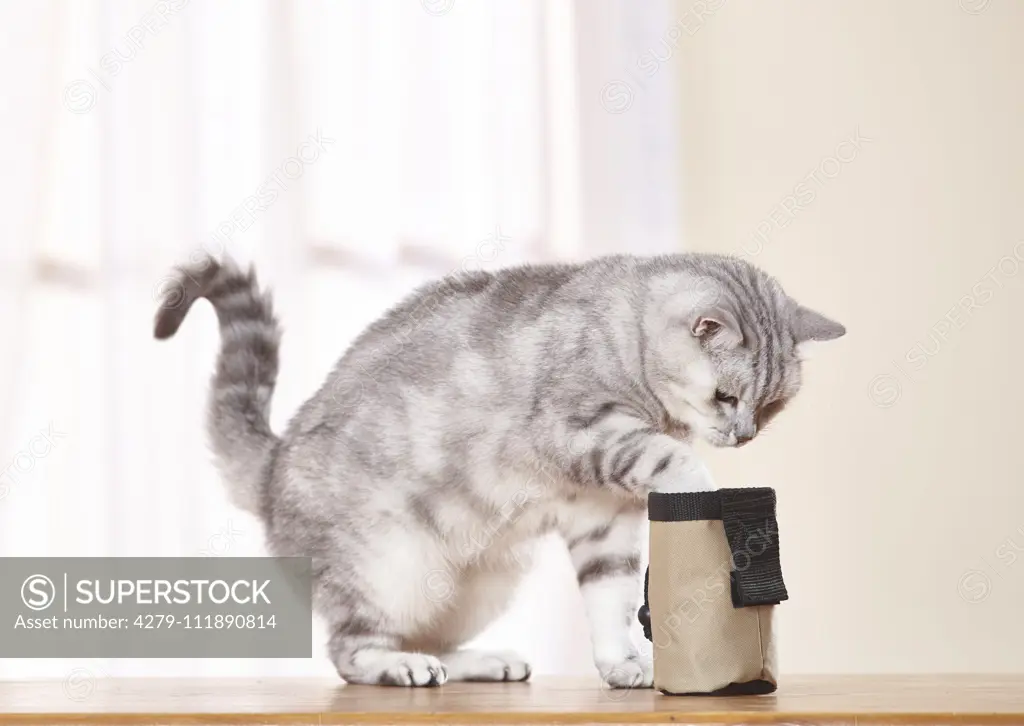 British Shorthair. Tabby adult cat helping itself to a treat. Germany......