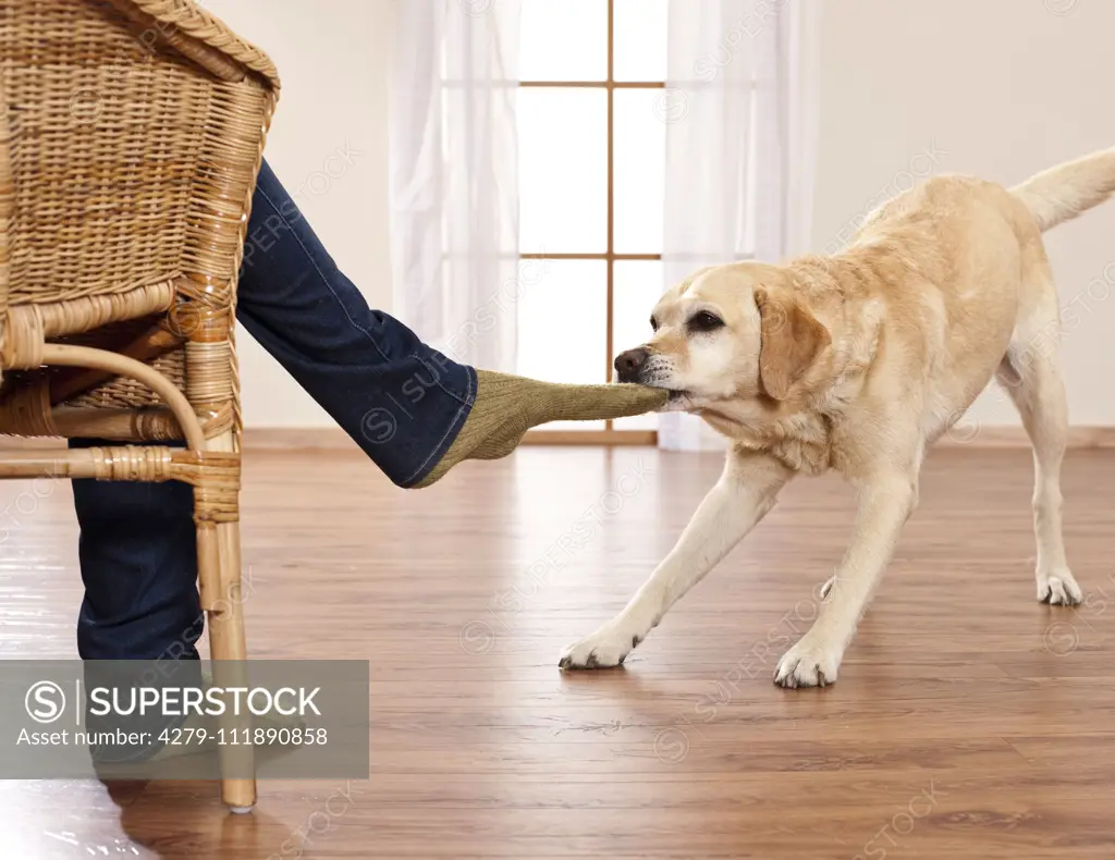 Labrador Retriever takes off a man's sock. Germany..