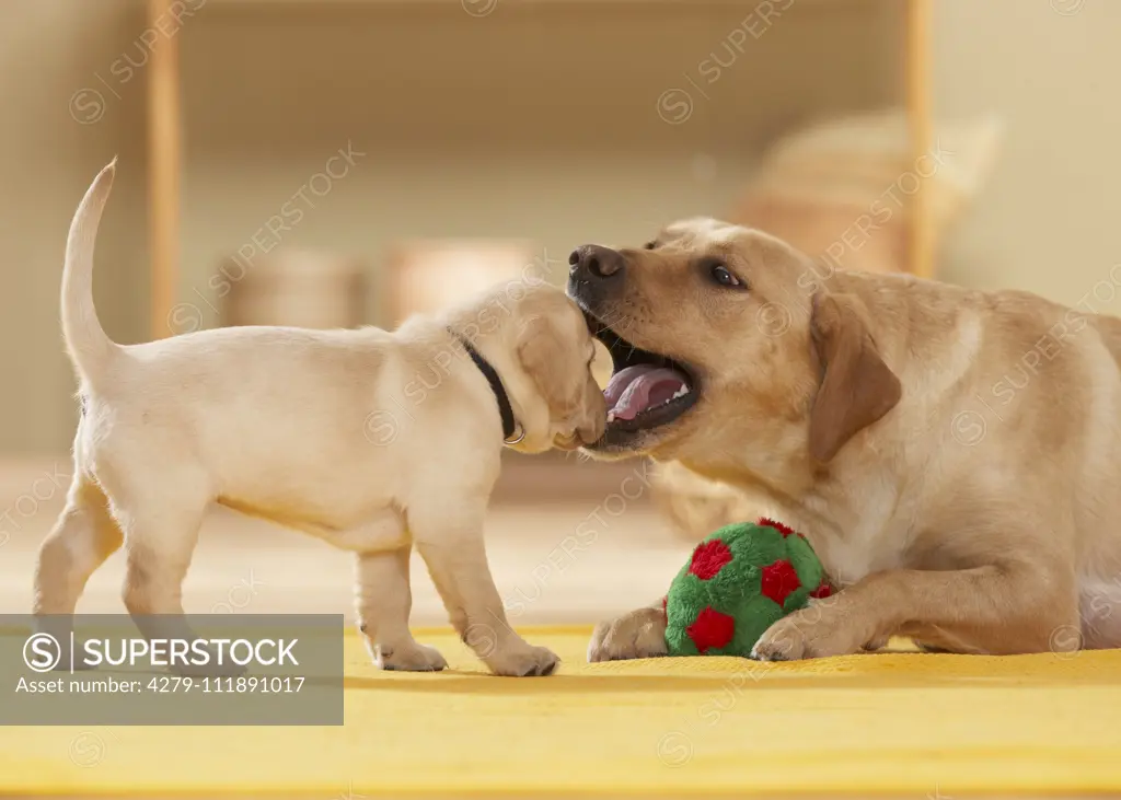 Labrador Retriever. Puppy looking into mothers mouth. Germany