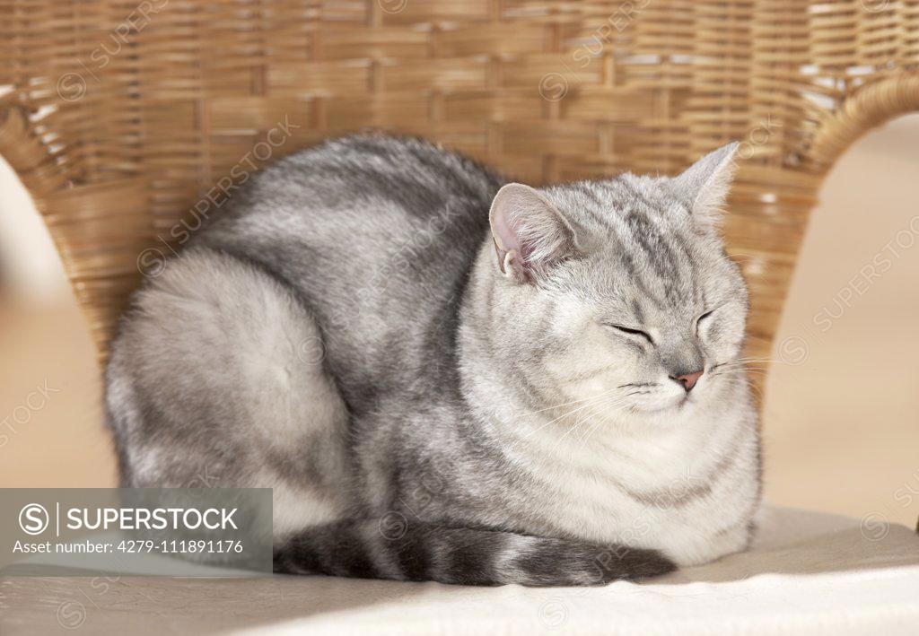 British Shorthair. Adult cat dozing in a wicker chair. Germany 