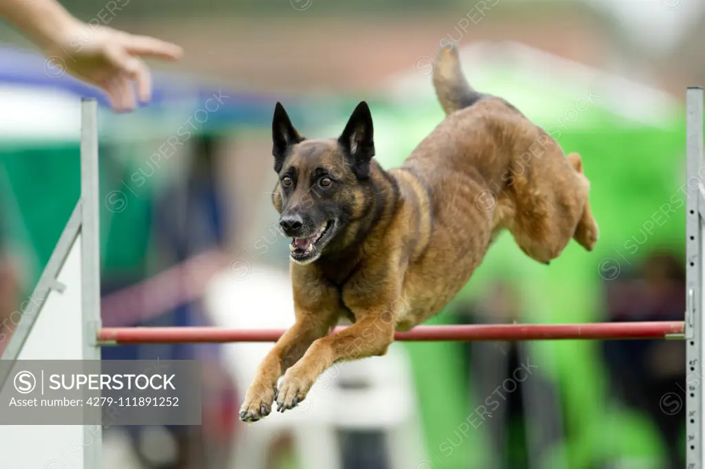 German shepherd best sale obstacle course