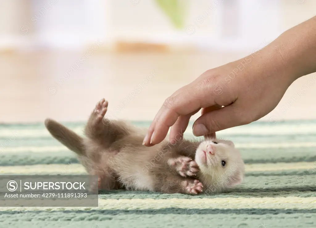 Ferret (Mustela putorius furo). Young (6 weeks old) lying on a rug, while being petted. Germany .