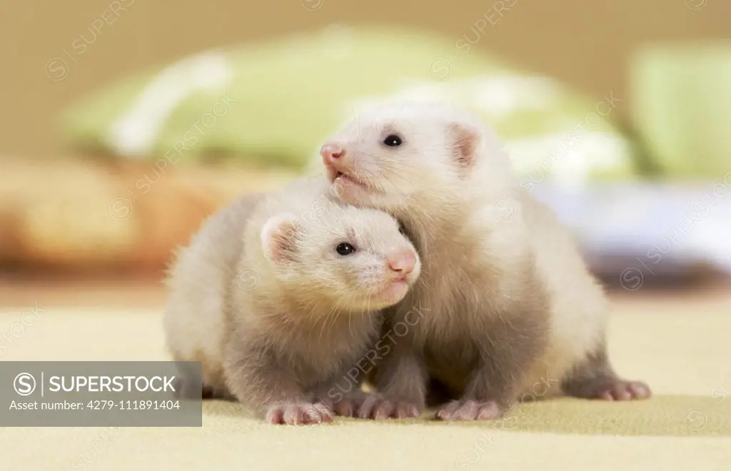 Ferret (Mustela putorius furo). Two young (5 weeks old) standing on a rug Germany