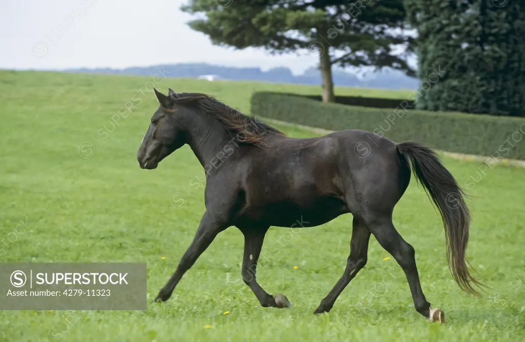 Arravani Horse - trotting on meadow