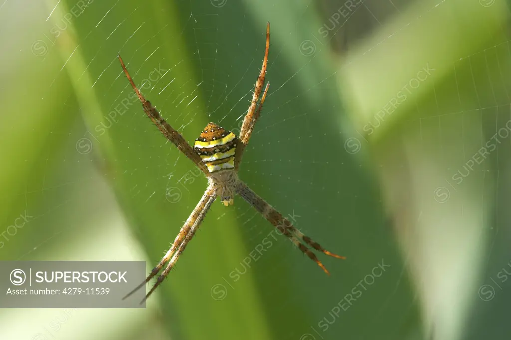 Trapdoor spider - in the middle of her cobweb, Ctenizidae