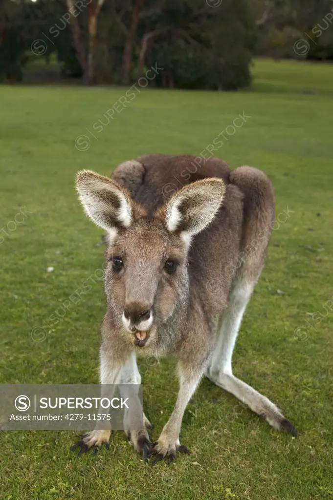 Eastern Grey Kangaroo, Macropus giganteus