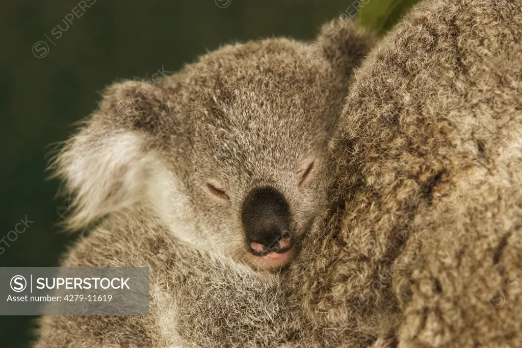 Koala - cub sleeping on back, Phascolarctos cinereus