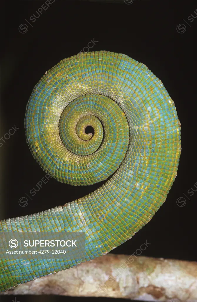 parsons chameleon - rolled tail, close-up view, calumna parsonii