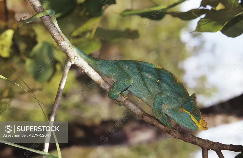 parsons chameleon - on branch, calumna parsonii