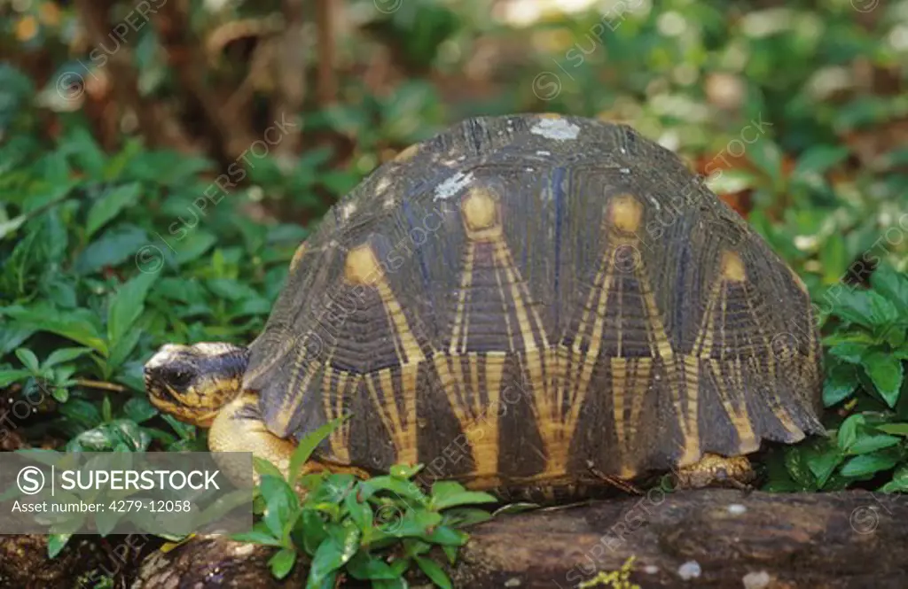 radiated tortoise - lateral, geochelone radiata
