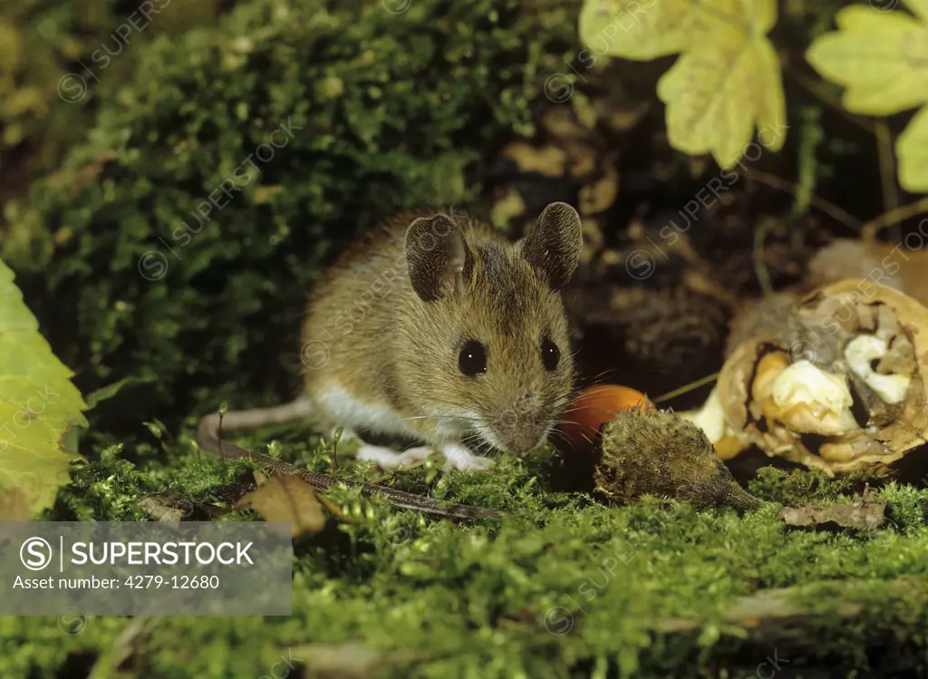 long-tailed field mouse, Apodemus sylvaticus, Sylvaemus sylvaticus