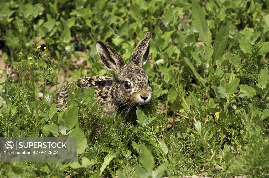 young european hare, Lepus europaeus