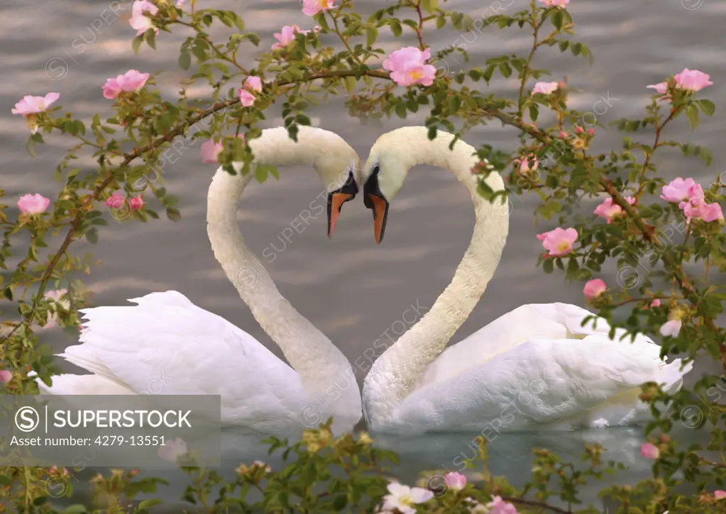 two mute swans under wild roses - heart, Cygnus olor