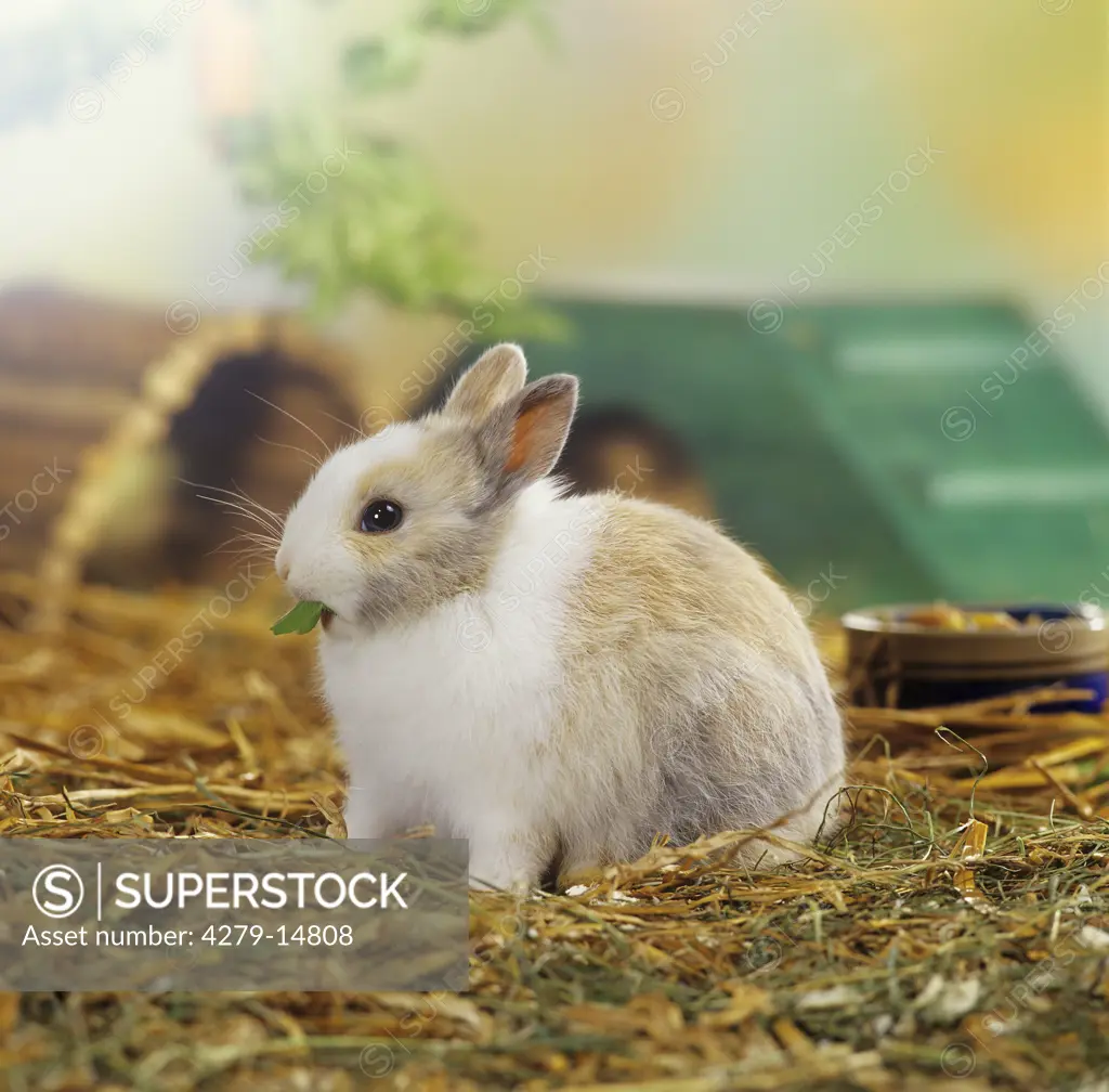 pygmy rabbit - with parsley in muzzle  - in straw