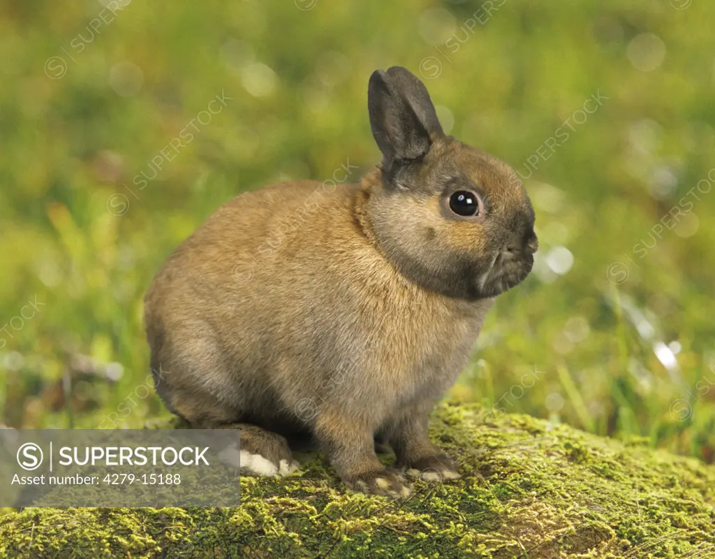 dwarf rabbit - sitting on moss