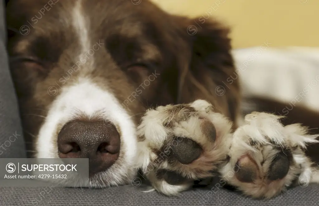 Border Collie - sleeping