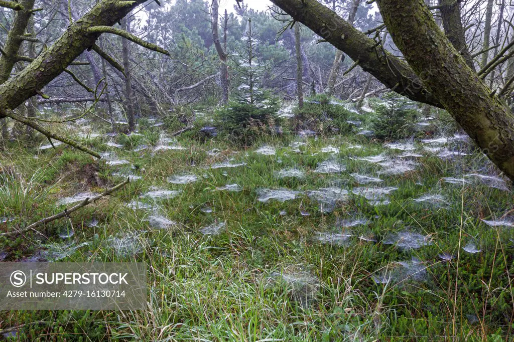 Indin Summer: On a foggy morning you can see countless spider webs in the dune forest. Central Jutland, Denmark..