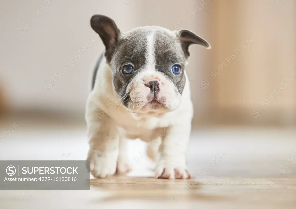  French Bulldog. Puppy walking on parquet. Germany