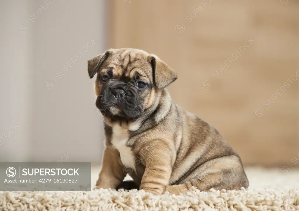  French Bulldog. Puppy sitting on a rug. Germany