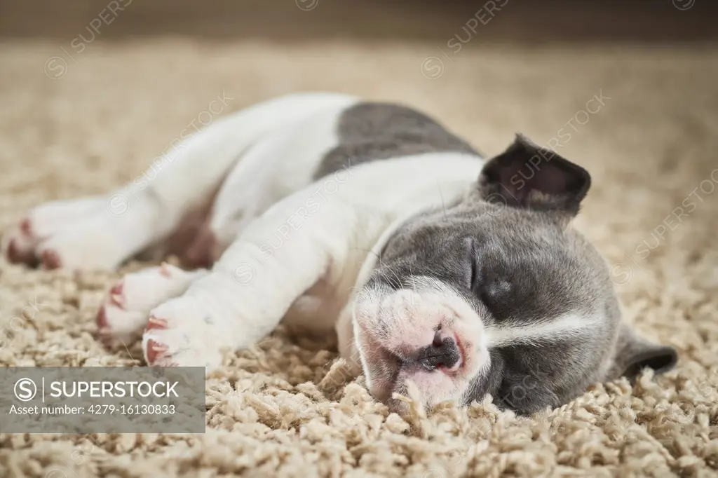  French Bulldog. Puppy sleeping on a rug. Germany