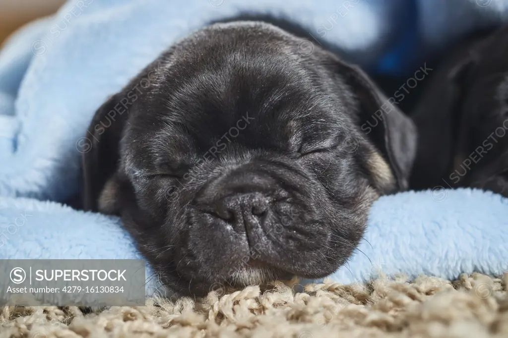  French Bulldog. Two puppies sleeping in a light blue blanket. Germany