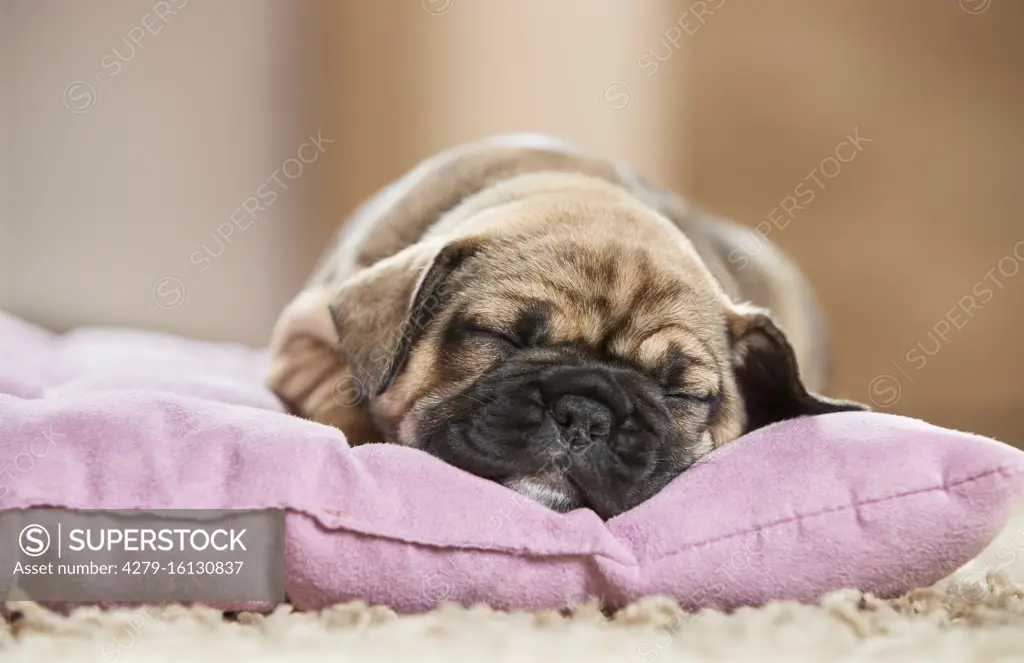  French Bulldog. Puppy sleeping on a pet bed. Germany