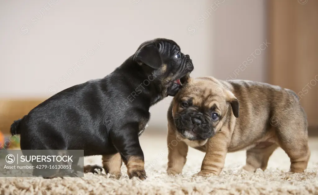  French Bulldog. Two puppies playing on a rug. Germany