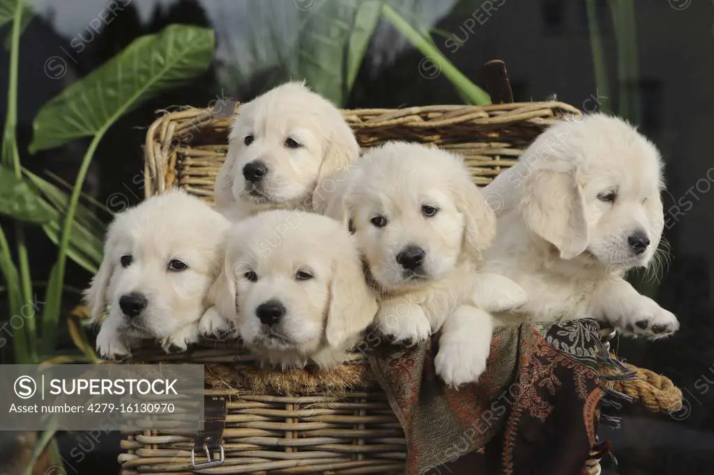  Golden Retriever. Five puppies (3 females, 2 males, 6,5 weeks old) in a basket. Germany