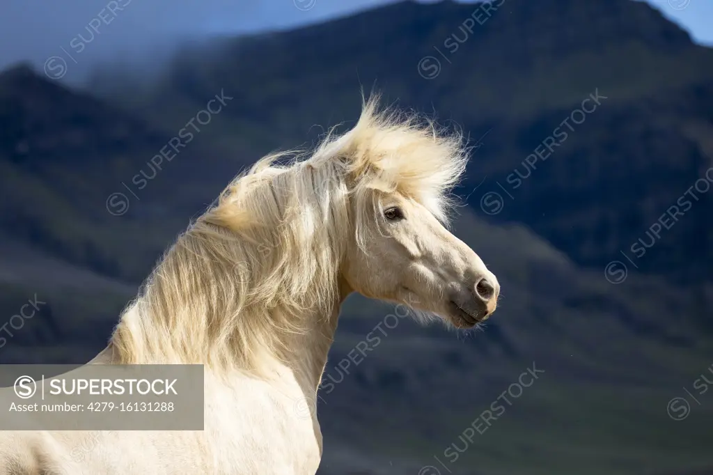  Icelandic Horse. Portrait of a palomino gelding. Iceland