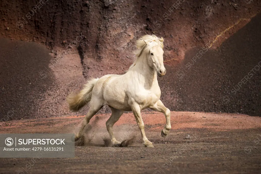  Icelandic Horse. Palomino gelding galloping on red sand. Iceland