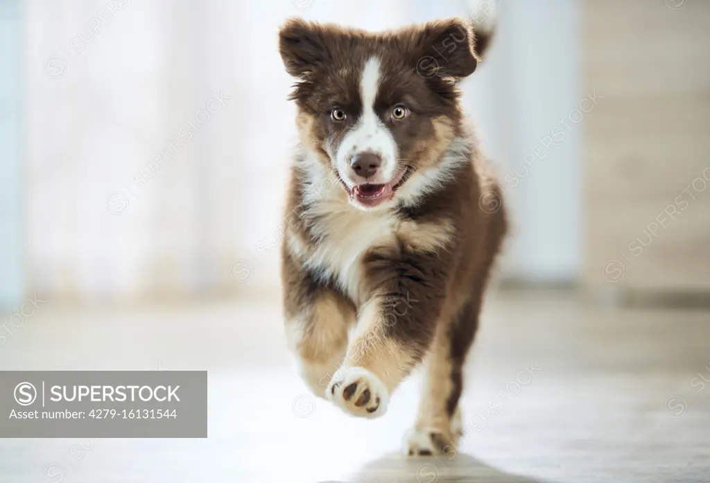  Australian Shepherd. Puppy running on a wooden floor. Germany