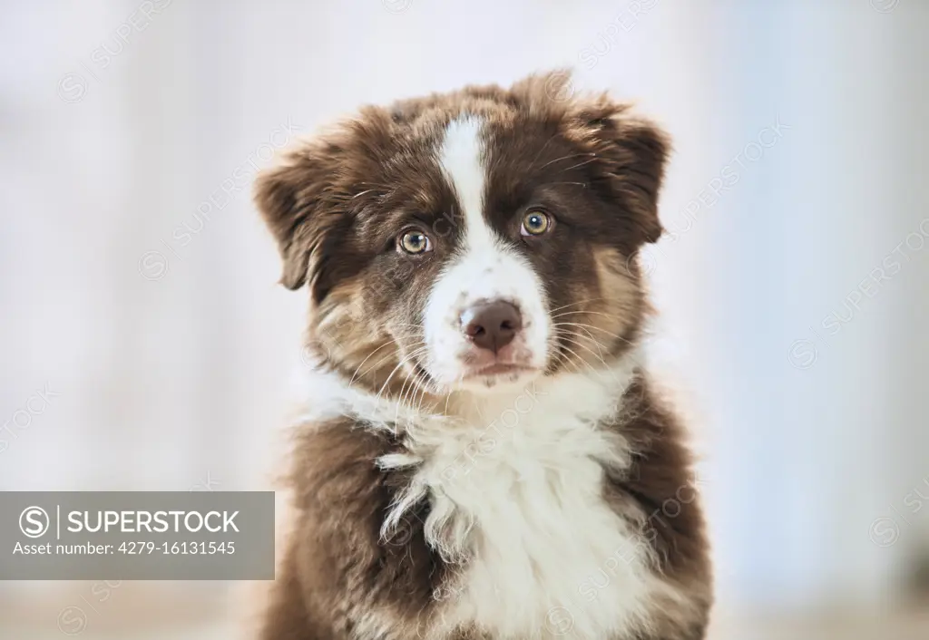  Australian Shepherd. Portrait of a puppy. Germany