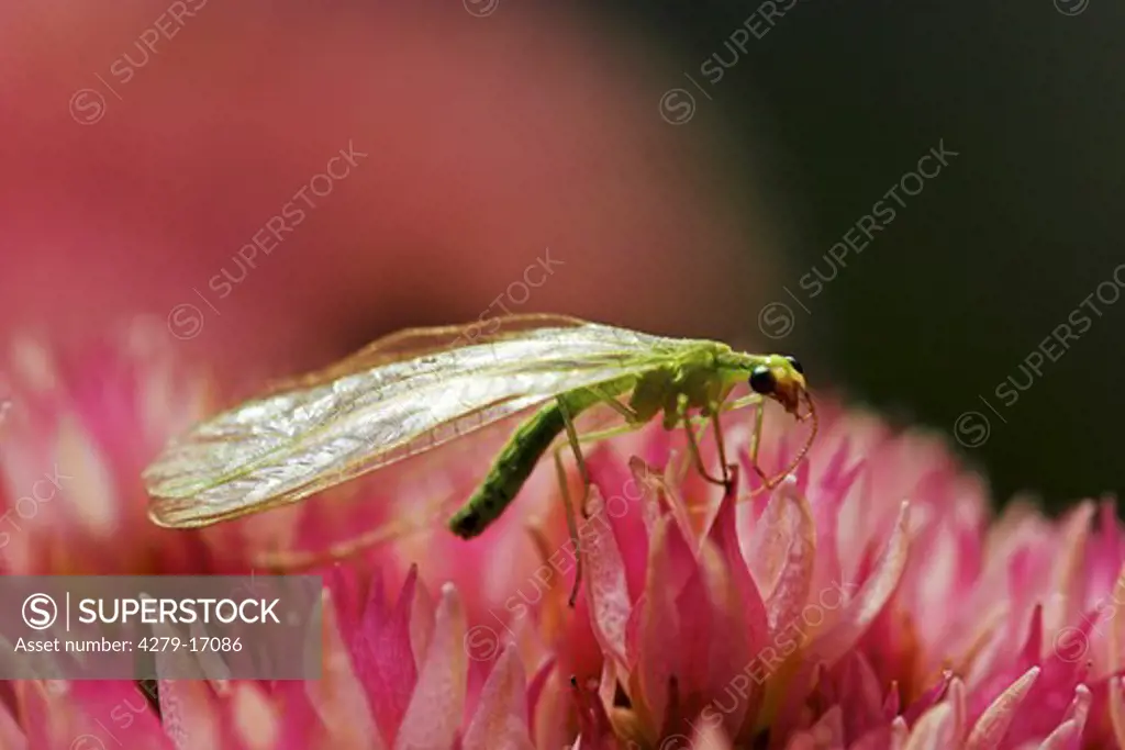 green lacewings - on blossom, Chrysoperla carnea