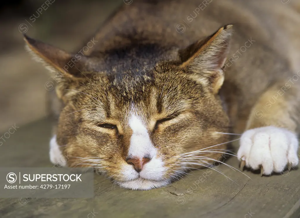 British shorthair - sleeping